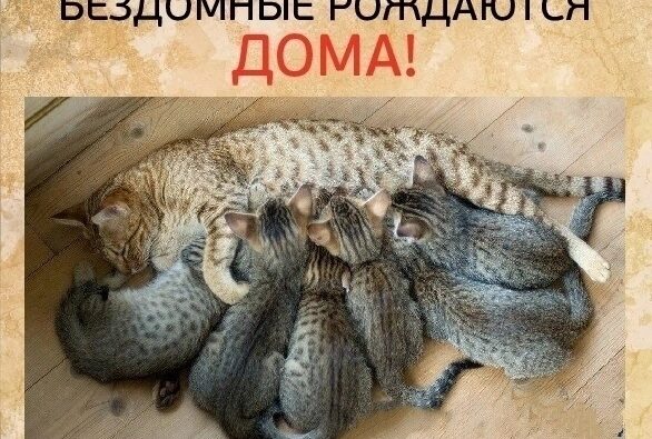 Бесплатная стерилизация
